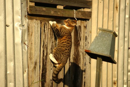 katten hangmand
