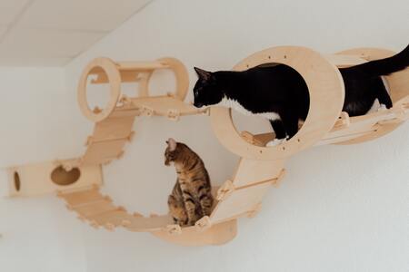 katten klimmuur