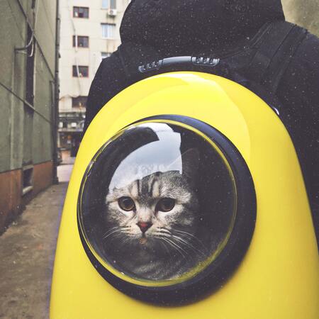 kattenrugzak