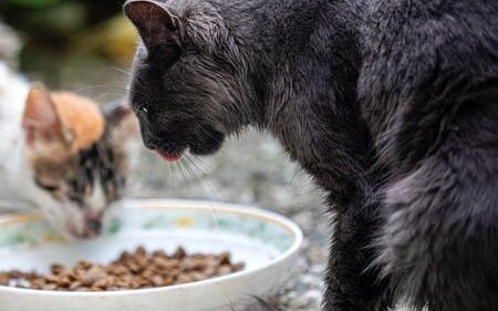 hypoallergeen kattenvoer