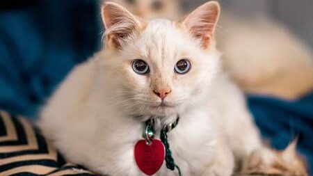 kattenhalsband