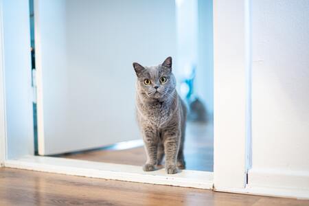 kattenluik met chip L