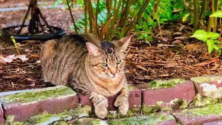 niet giftige tuinplanten voor katten
