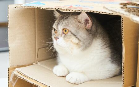 biokat kattenbakvulling