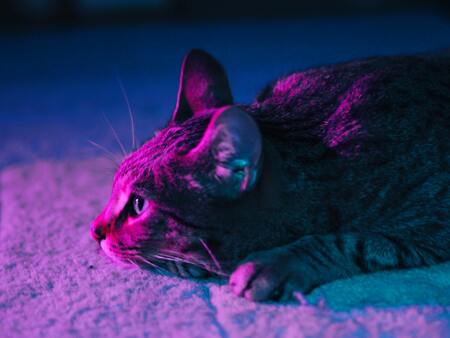 katten kussen