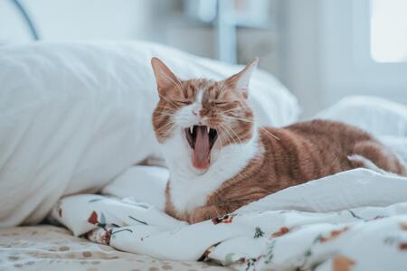 katten kussens