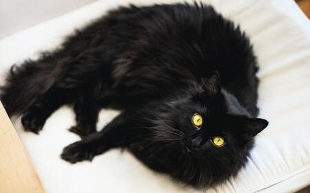 kattenkussen
