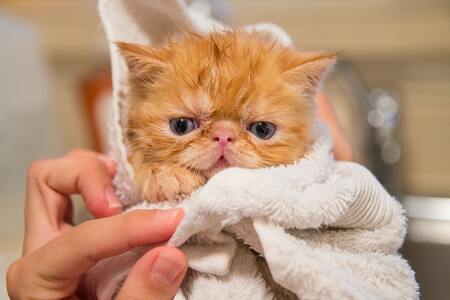 kattenshampoo