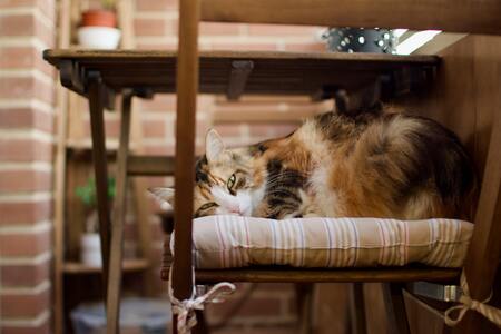 kussen kat