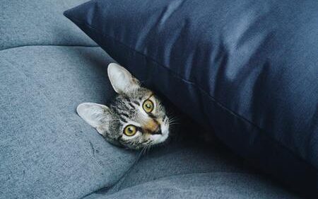 vensterbankkussen kat
