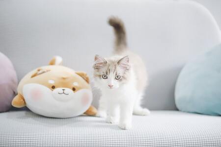 kattenballetje