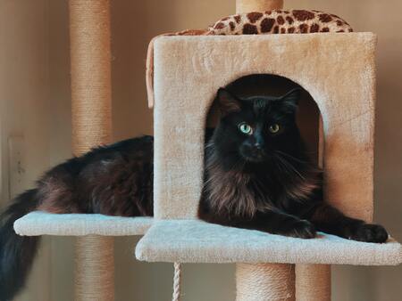 kattenhengel met veren