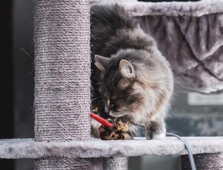 kattenspeelhengel