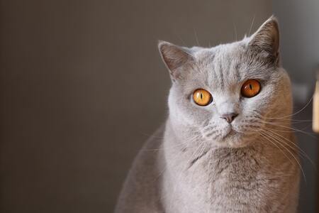 probiotica katten