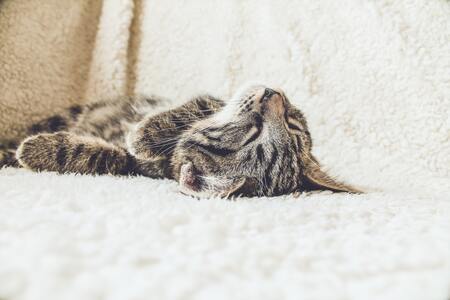probiotica voor katten