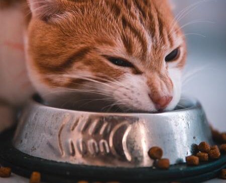 urinary kattenvoer royal canin