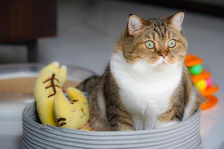 urinary so kat