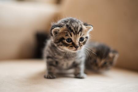 voerpuzzels voor katten