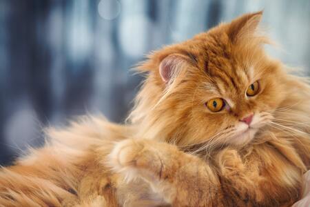 katten borstel