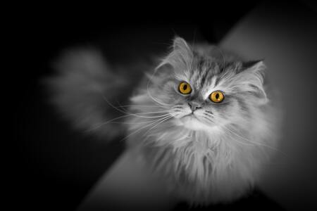 kattenborstel