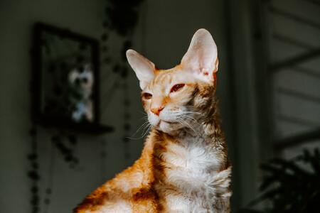 kattenborstels