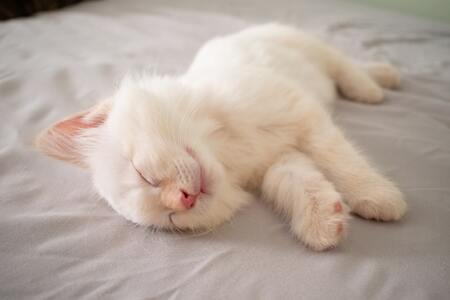 kattenslaapzak