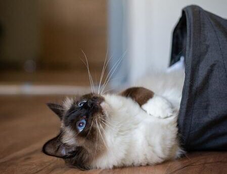 kattentunnel