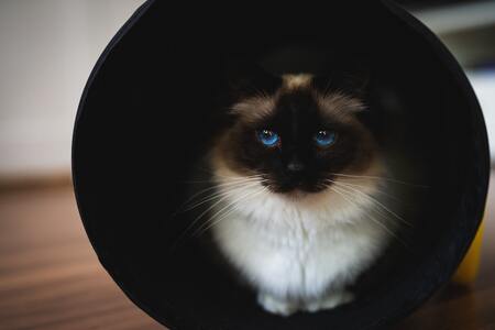 kattentunnels