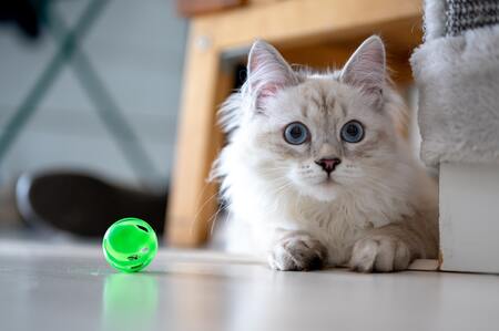 kong katten speelgoed