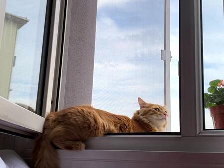 raambeveiliging kat