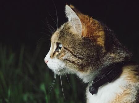 vlooienband kat