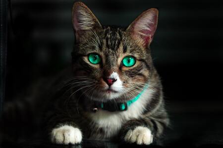 vlooienband kitten
