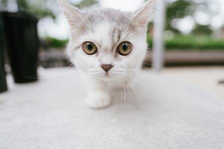 benodigdheden kitten