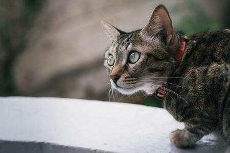 apple airtag kattenhalsband