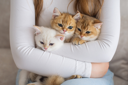 feliway