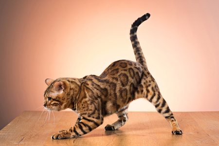bengaal kat