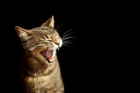 black friday kattenvoer