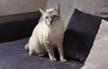 amerikaanse bobtail