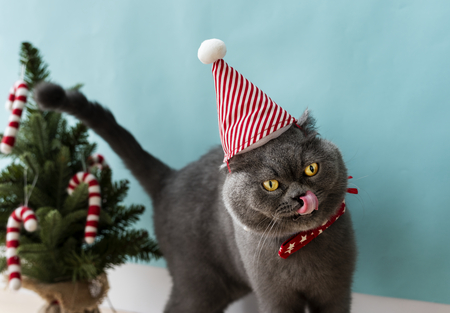 katten adventskalender