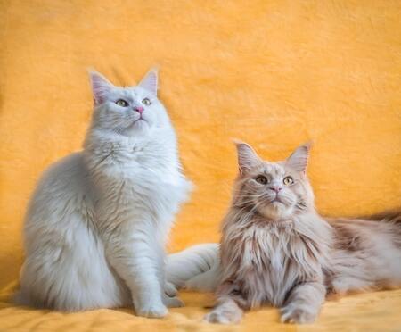 kattenvoer black friday