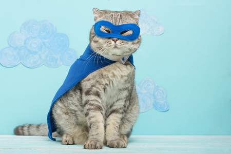 kattenkleren