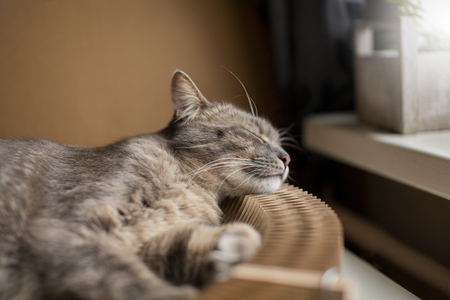katten hangmand