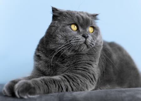 britse korthaar kitten