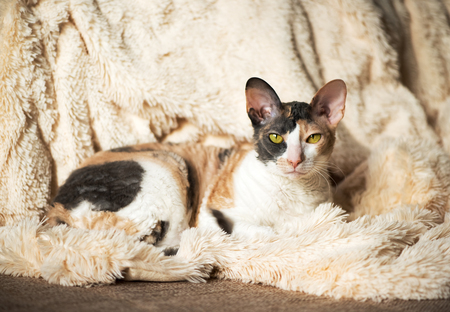 cornish rex te koop