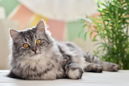 kattenkrabpaal cactus