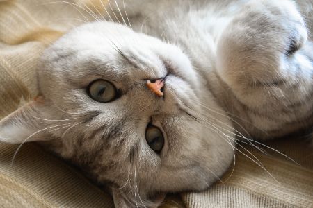rugzak kat vervoeren