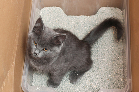 ferplast kattenbak prima