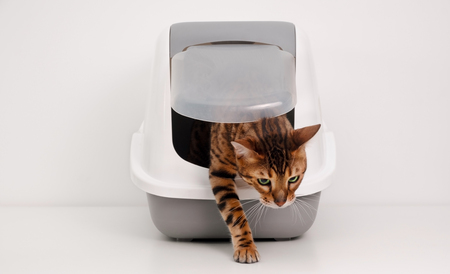 imac kattenbak zuma