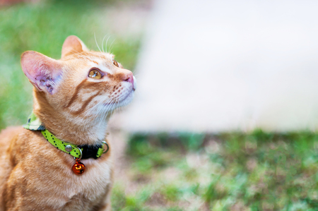 kattenhalsband met belletje