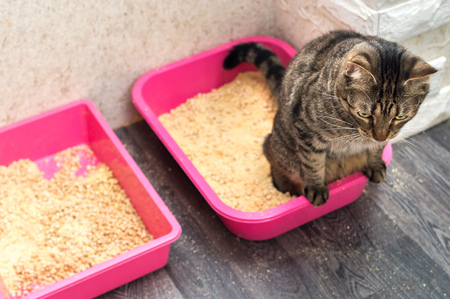 beste geurloze kattenbak